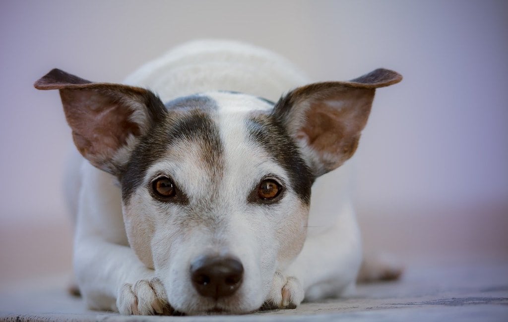 Les meilleurs animaux de compagnie pour les enfants